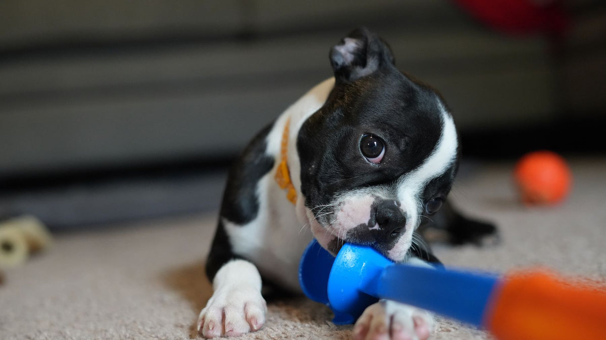 A Boston Terrier puppy chewing a blue and orange toy on a carpet.