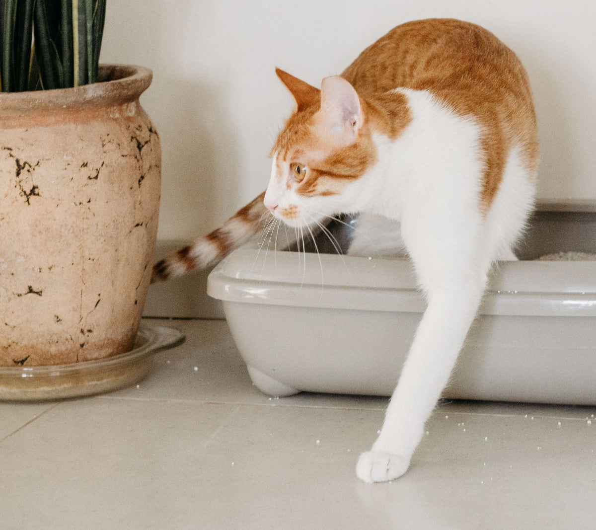 Orange and white cat stepping out of an open gray litter tray onto a tiled floor.