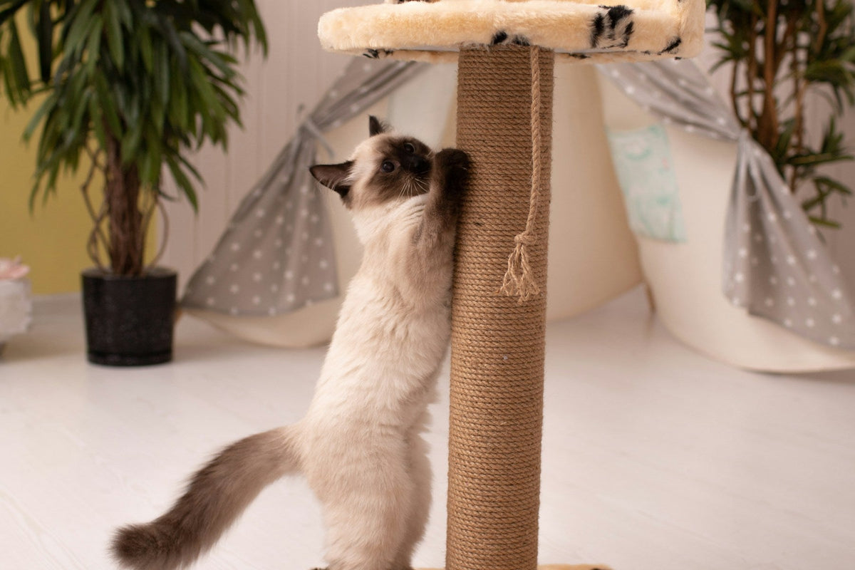 A cream and brown cat stretching up a sisal scratching post indoors.