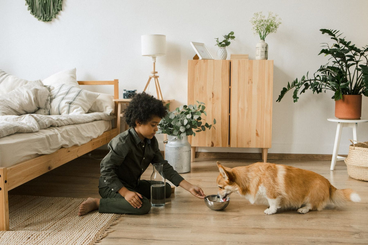 Child holding a metal water bowl for a corgi in a bright room.