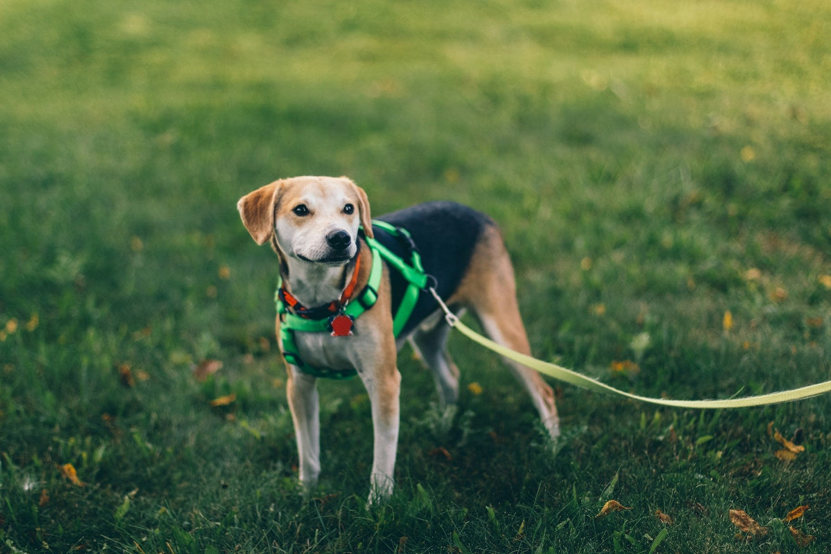 A tan, black and white dog standing on grass in a green harness with a leash attached.