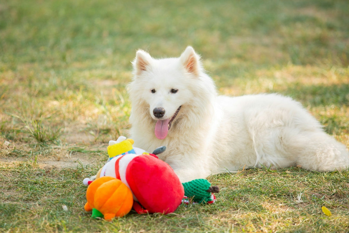 A white dog resting on grass beside colorful plush and rope toys.