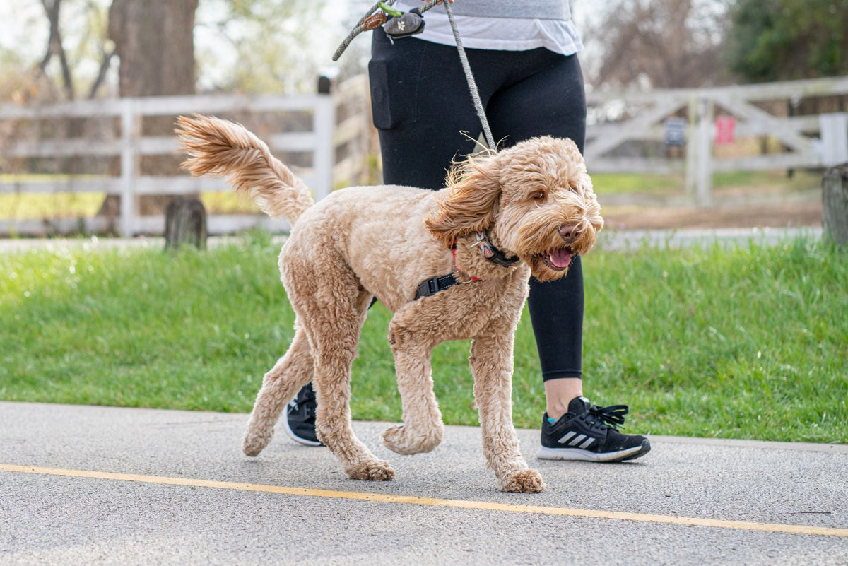 Curly-coated tan dog walking on a leash beside a person on a paved path.
