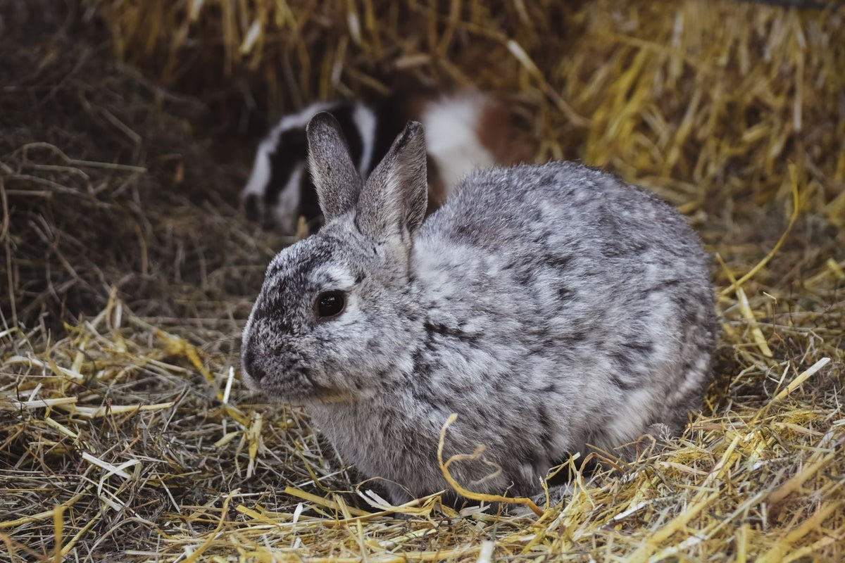 A gray rabbit resting in hay with another rabbit in the background.