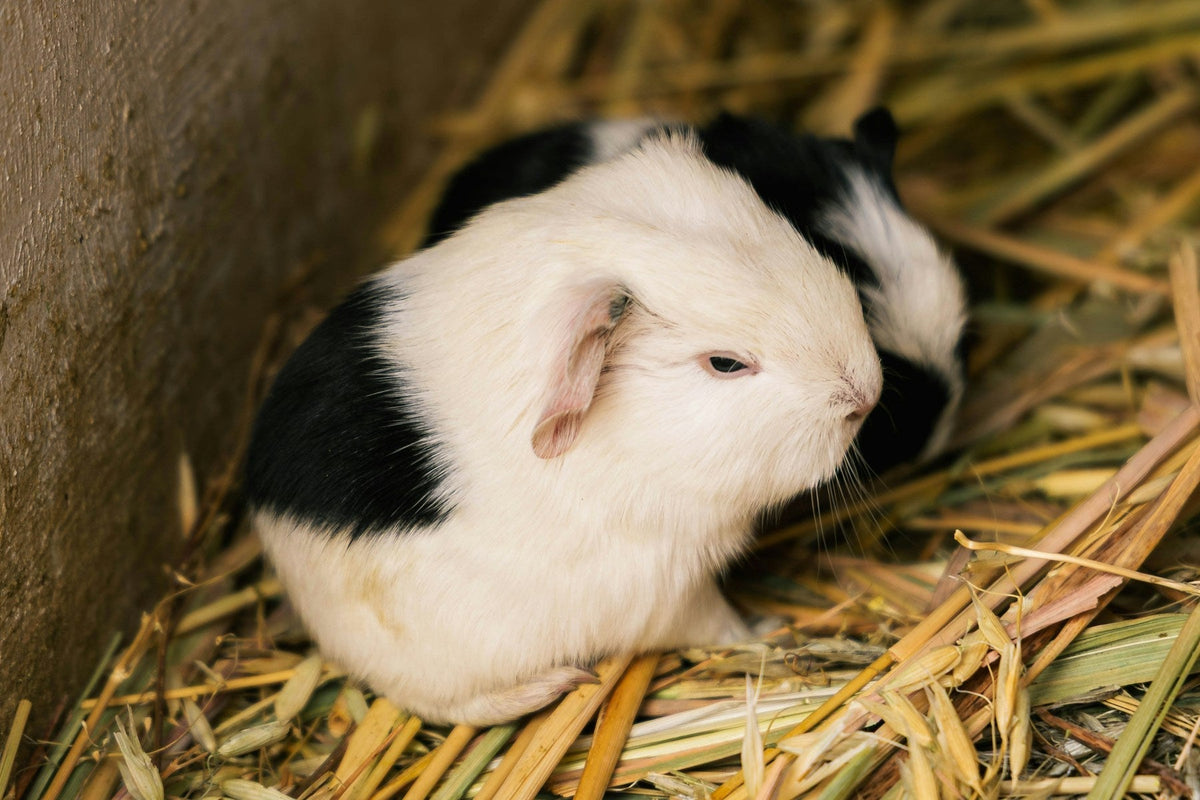 Two black and white guinea pigs resting together among dry hay.