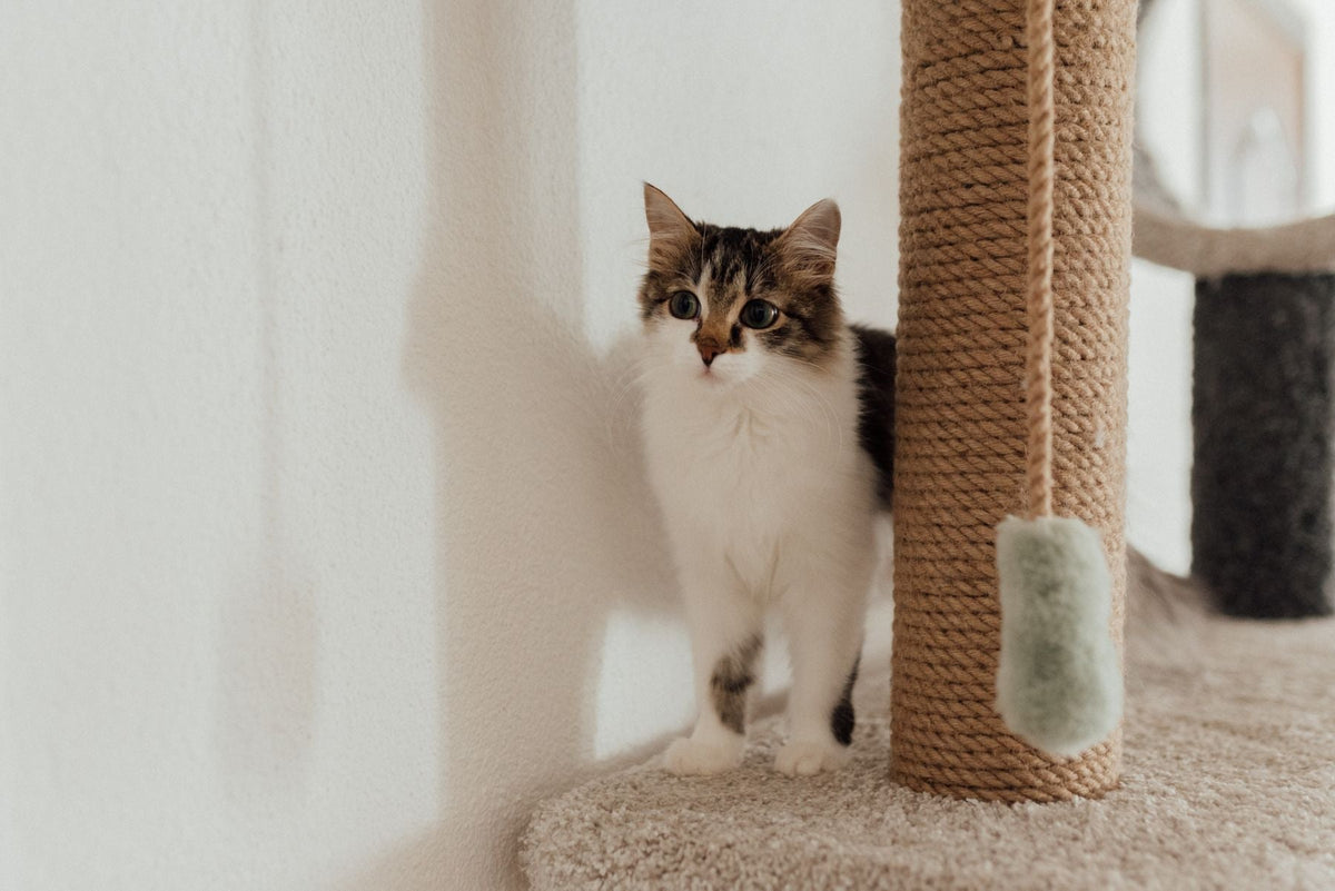 A tabby-and-white cat sitting on a cat-tree platform beside a sisal-wrapped post.