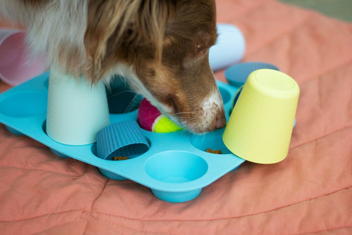 A brown and white dog sniffing a muffin-tray food puzzle with cups and a ball indoors.