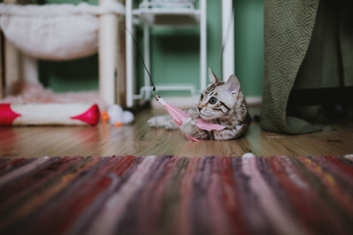 A kitten holding a pink feather toy attached to a string on a wooden floor.