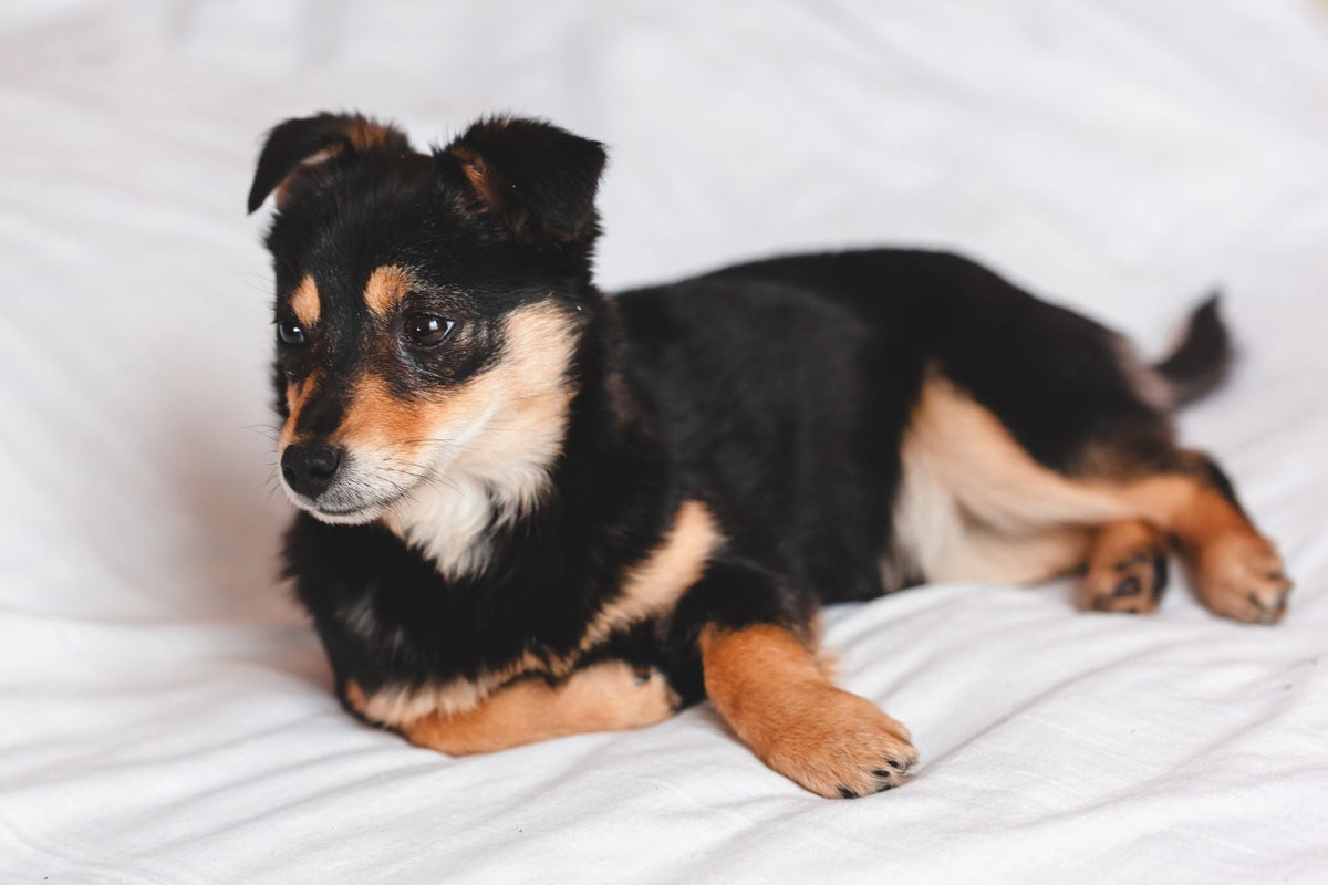 A black and tan puppy resting on white bedding indoors.