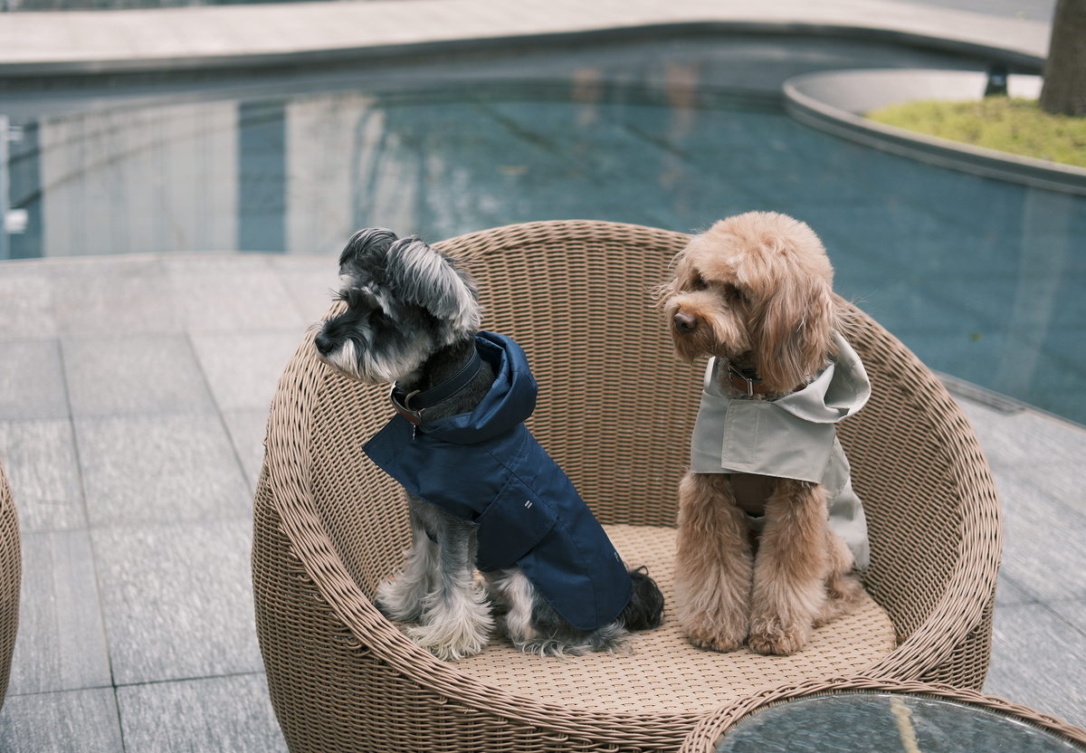 Two small dogs wearing raincoats sit together on an outdoor wicker chair.