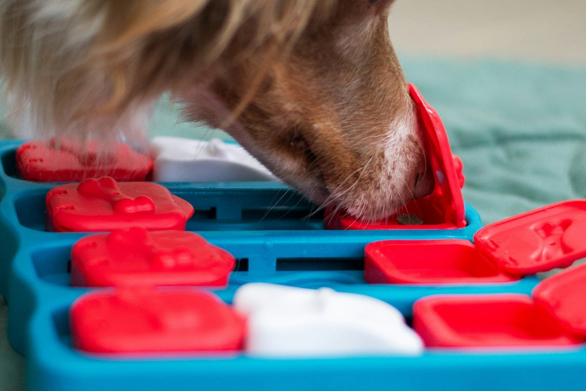 A brown and white dog investigating an open compartment in a blue and red food puzzle.