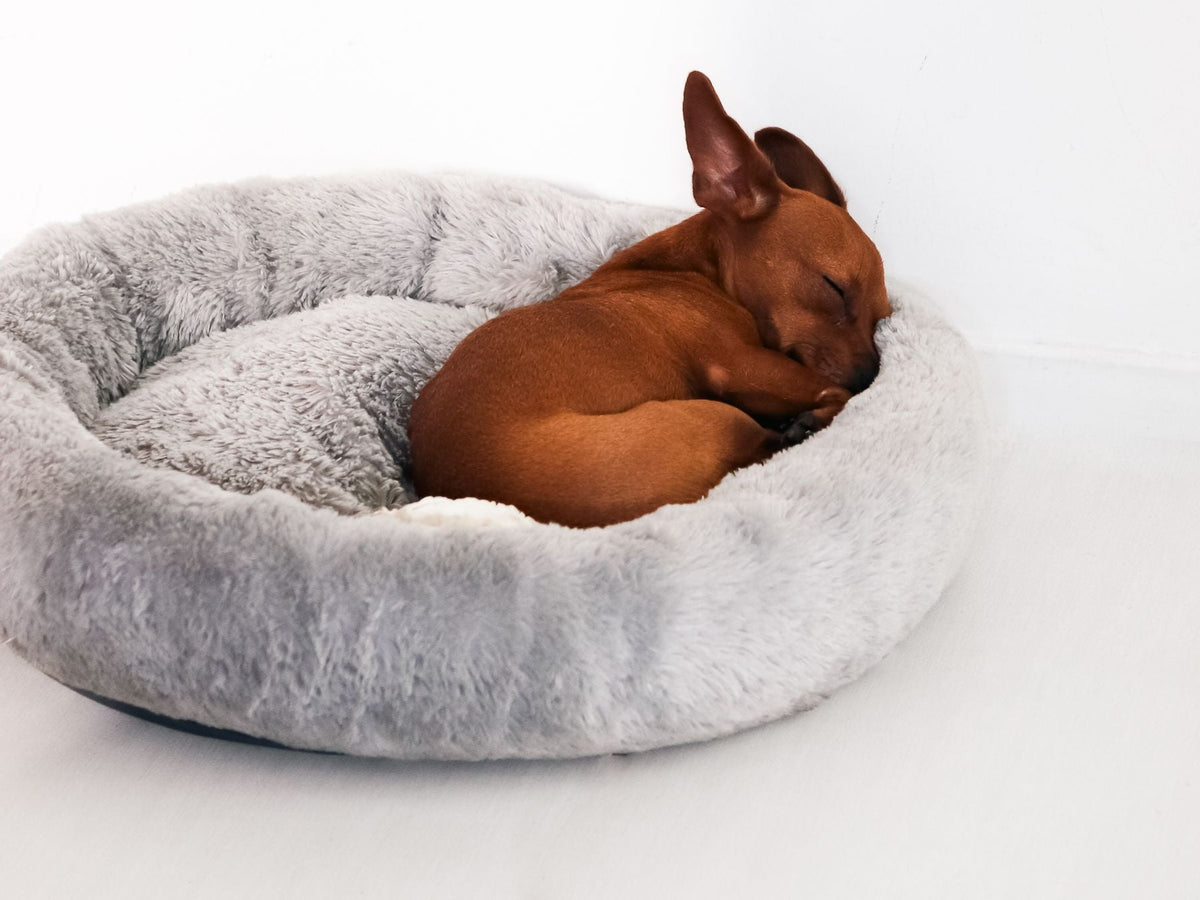 A small brown dog curled up asleep in a gray plush dog bed.