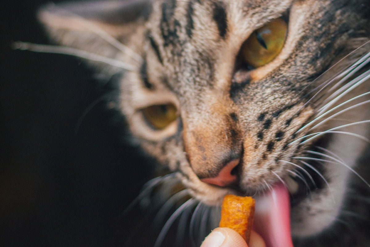A tabby cat licking a small treat held between a person's fingers.