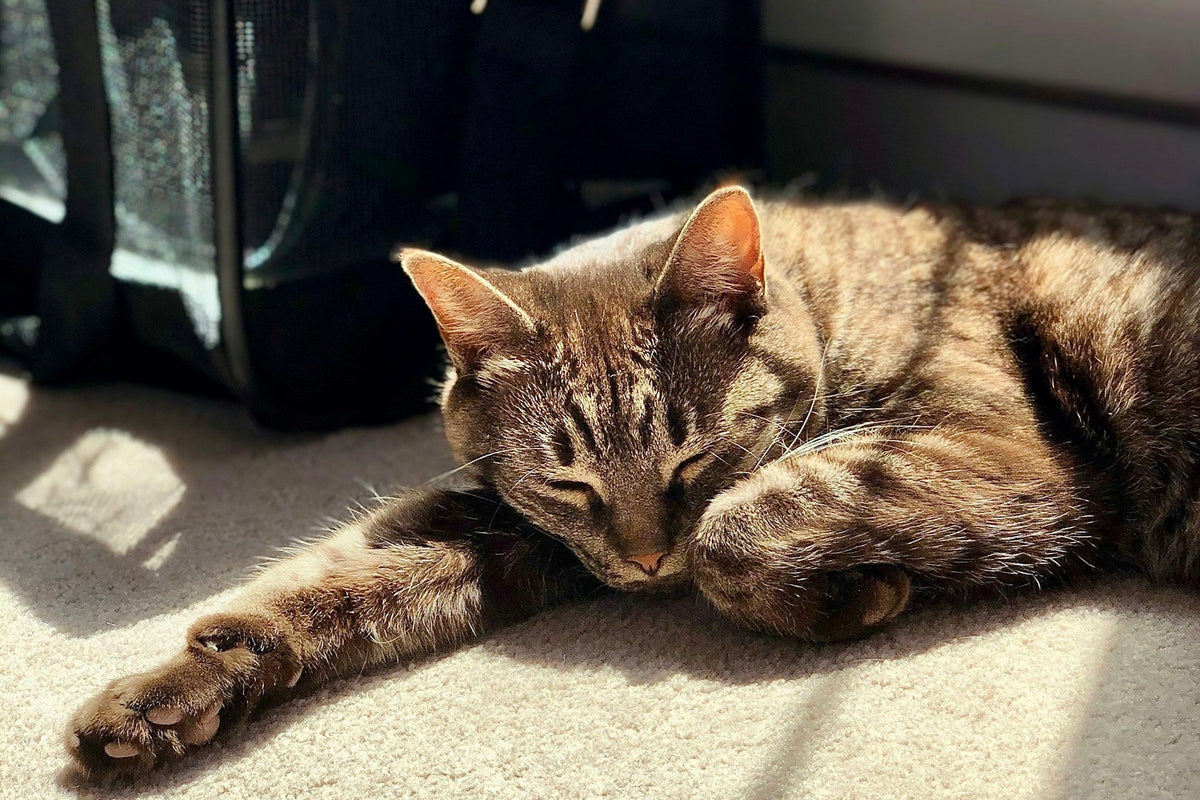 A tabby cat sleeping in sunlight beside a black soft-sided pet carrier.