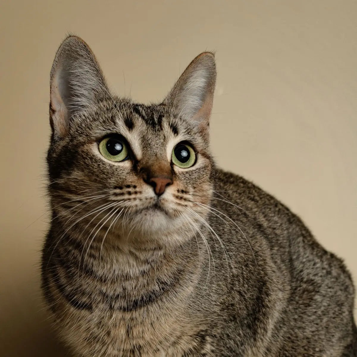 Tabby cat portrait