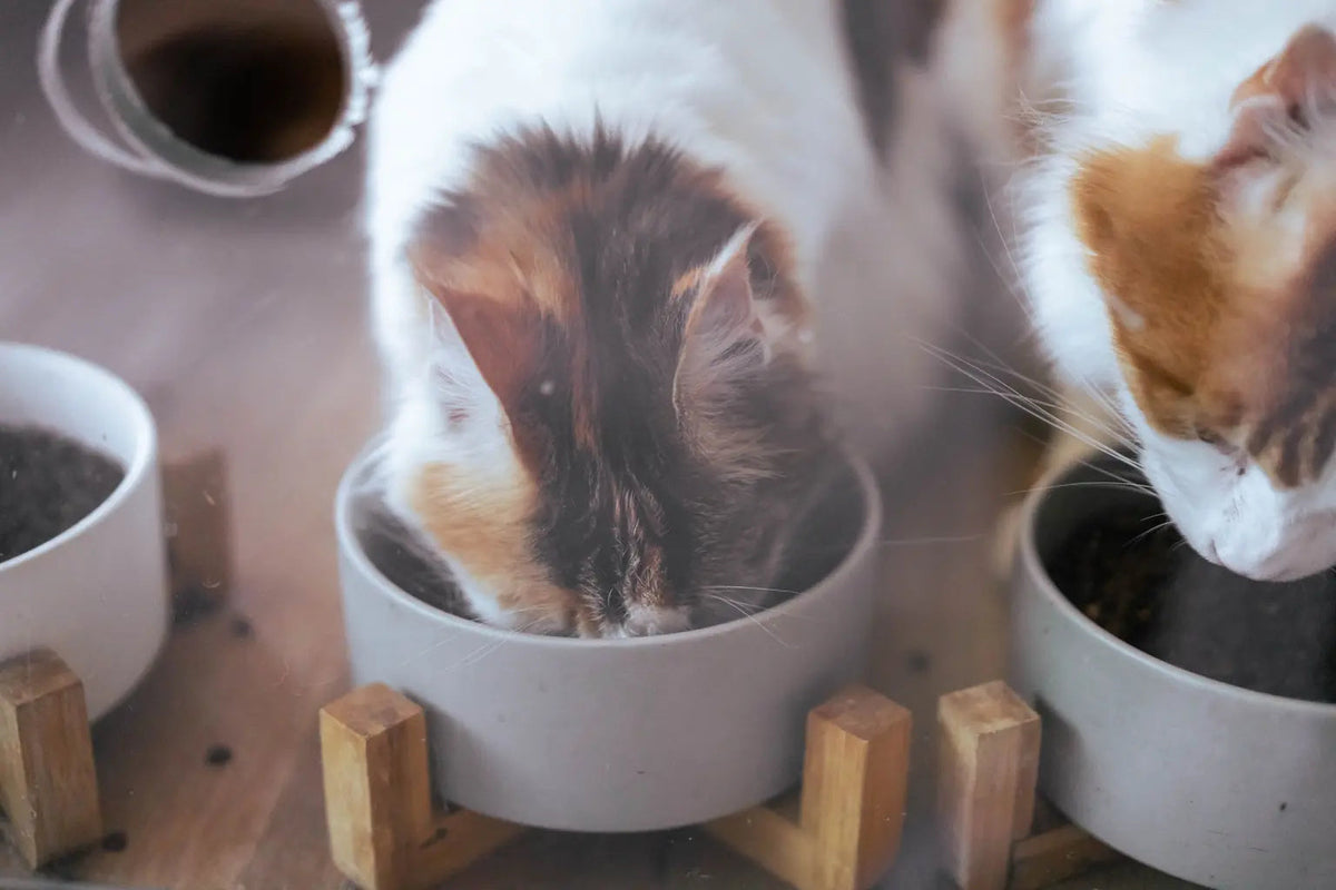 Cat Food