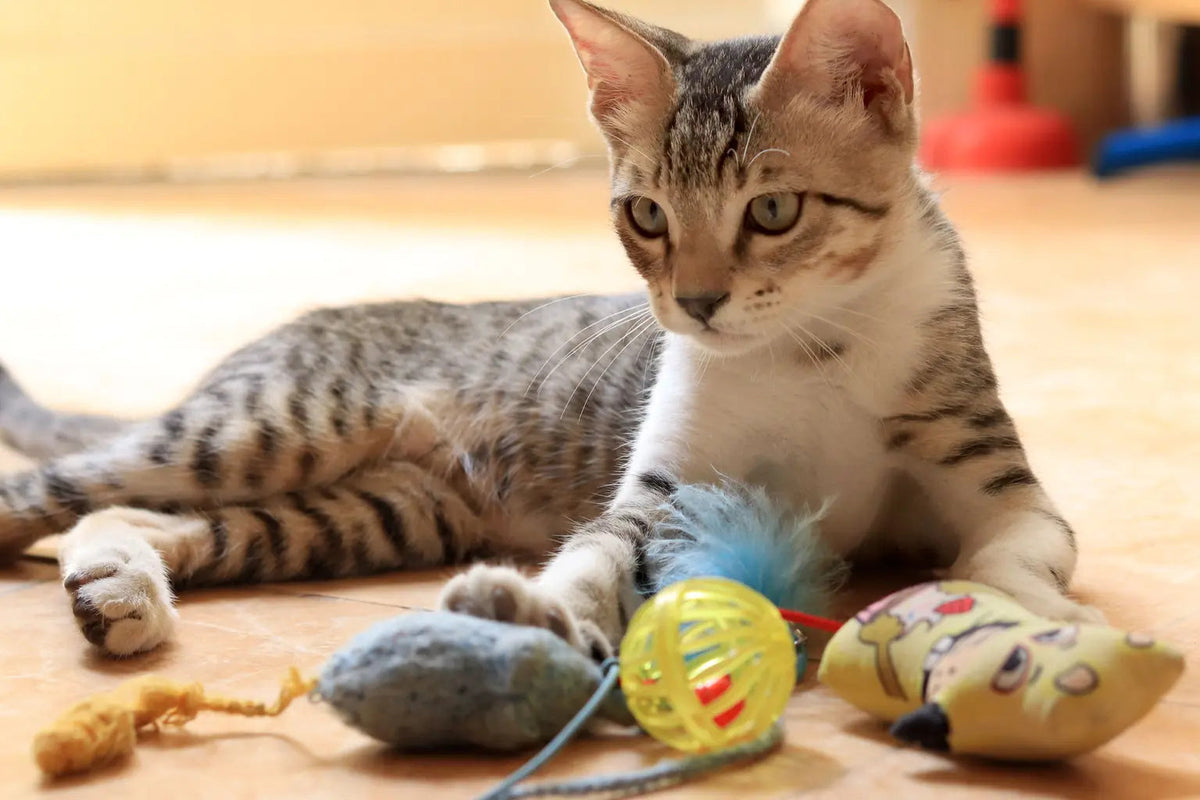 Cat with favorite treats and interactive toys from PawShips
