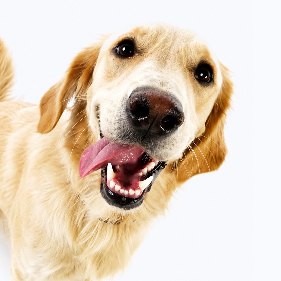 Happy dog portrait