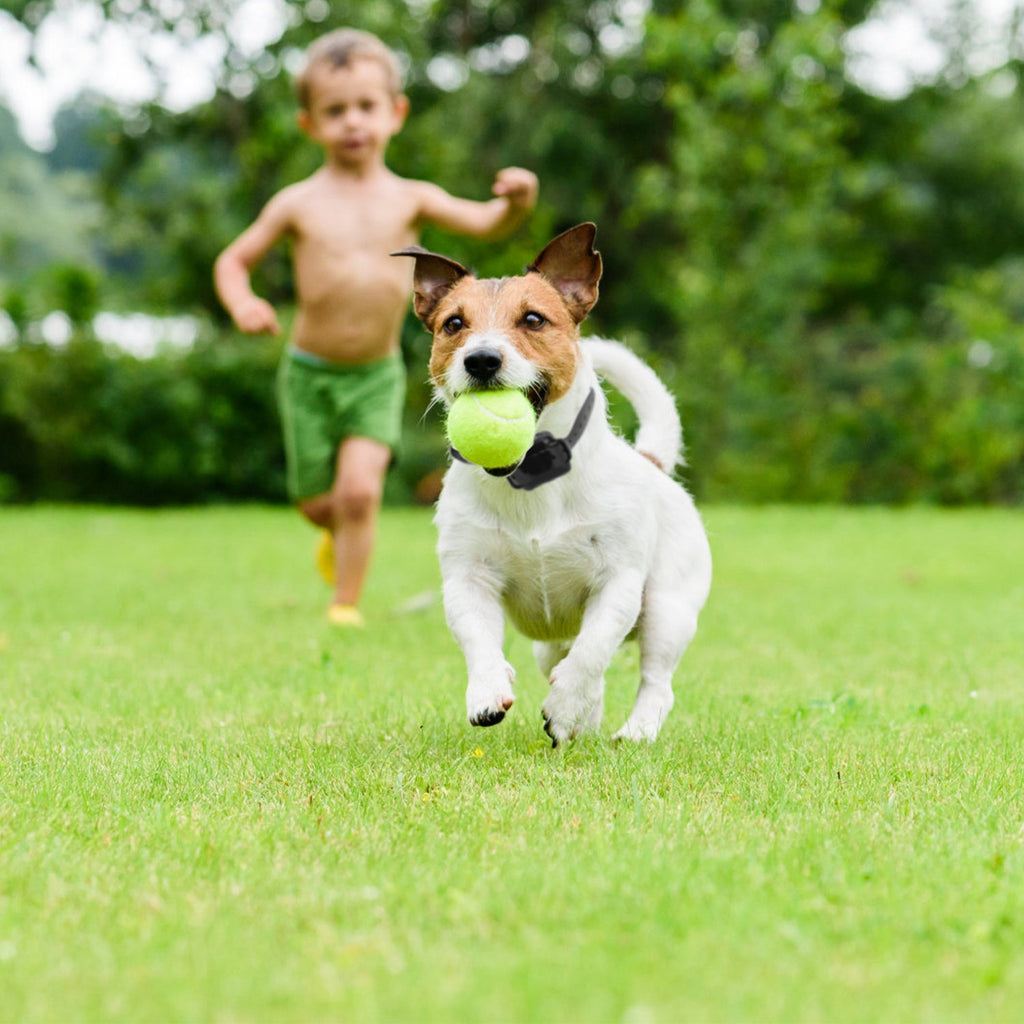 Wireless Electric Dog Fence with Adjustable Collar
