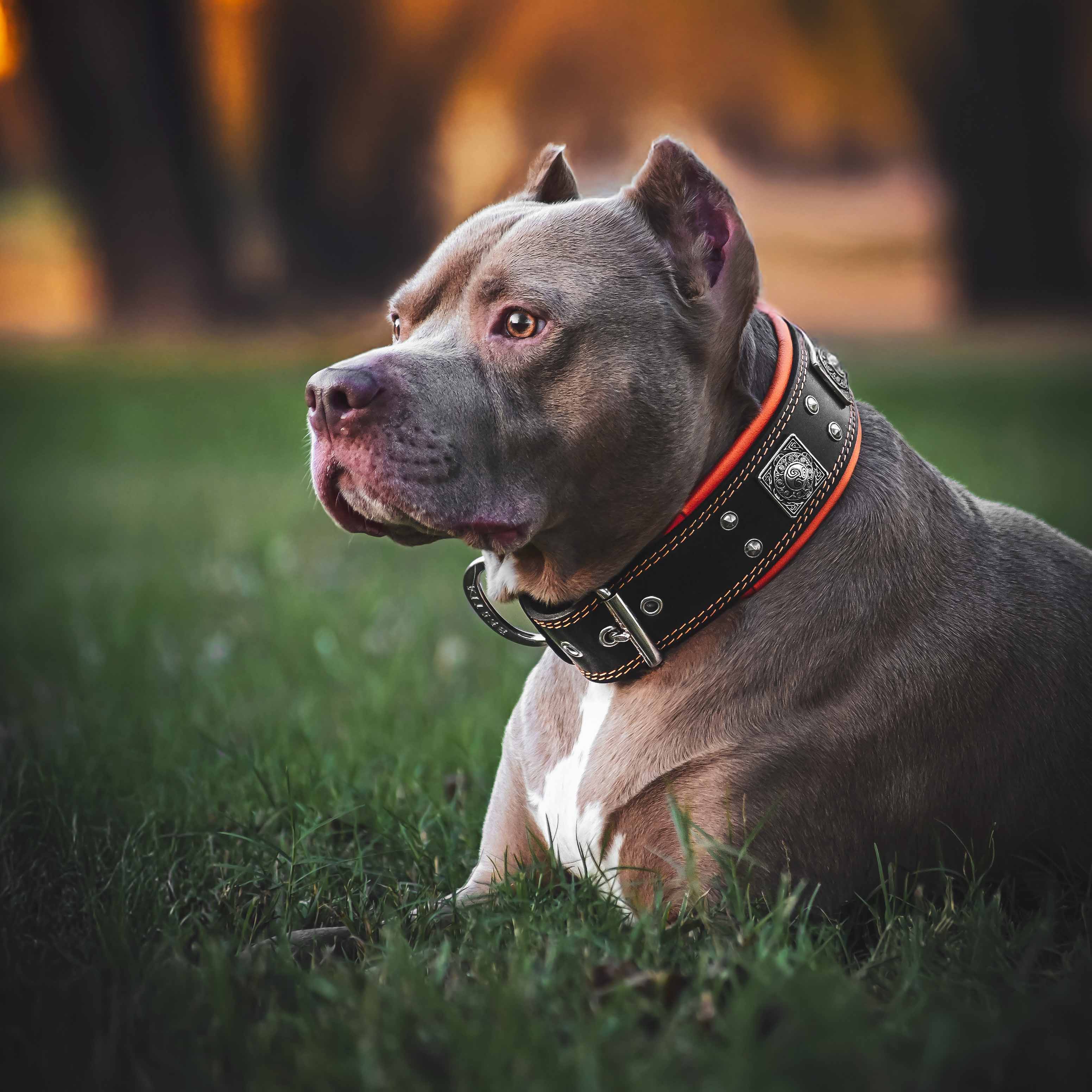 The "Eros" collar 2.5 inch wide black & orange