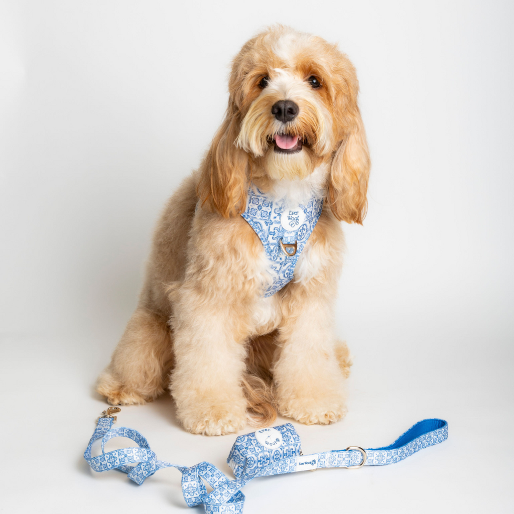 Santorini Neoprene Adjustable Dog Harness