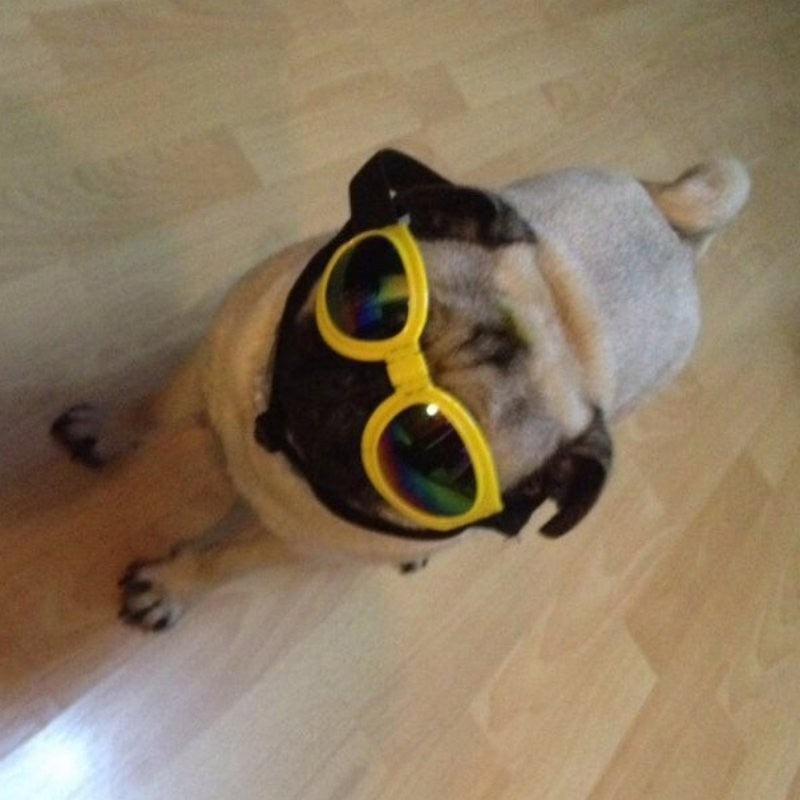 Dog Sunglasses for Medium and Large Dogs, Adjustable Fit, Plastic Frame