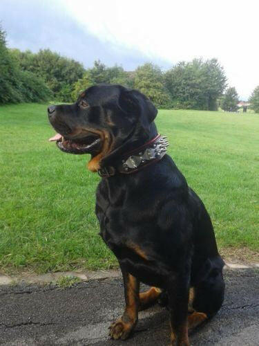 Bestia Steel Collar & Harness Set for Large Breeds, Genuine Leather