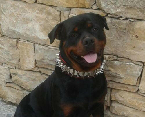 Bestia Steel Collar & Harness Set for Large Breeds, Genuine Leather