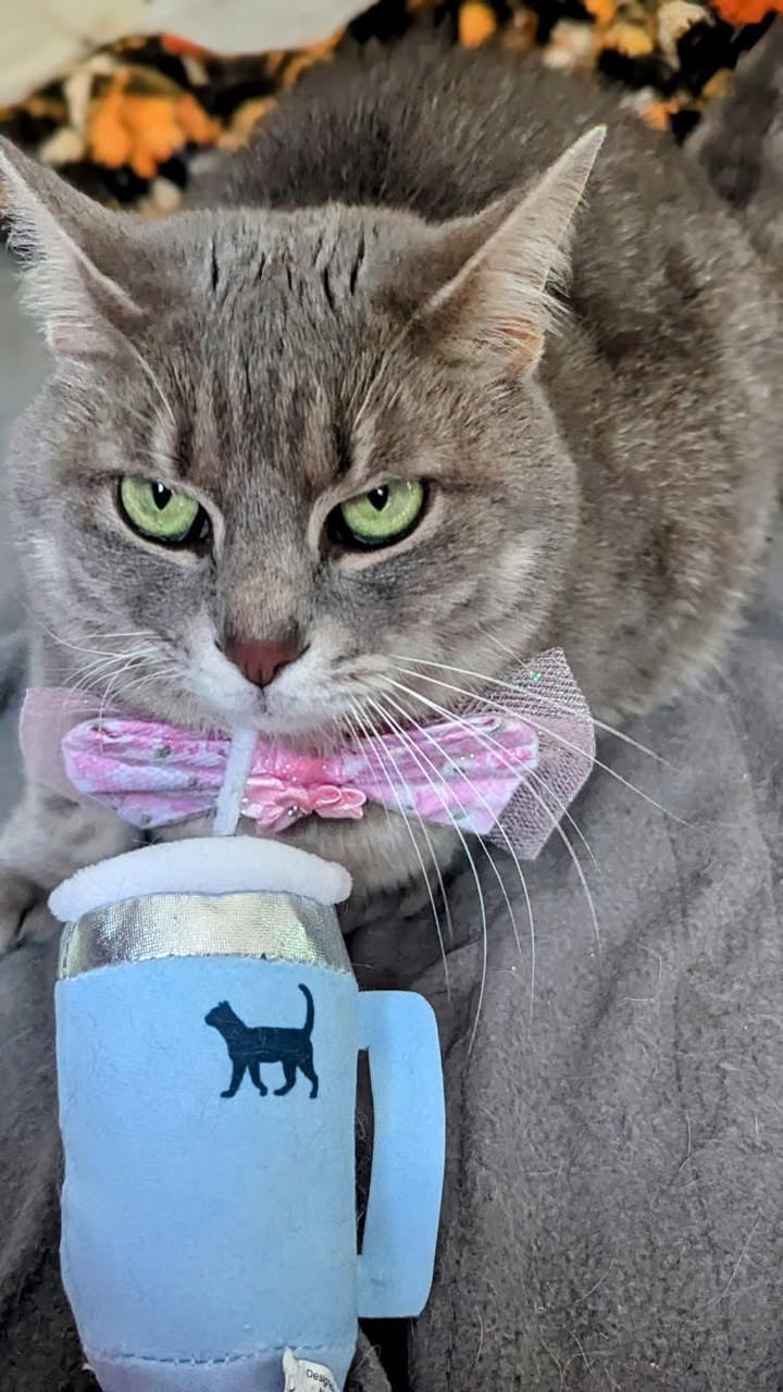 PUPROAR Kitty Cup Plush Cat Toy with Catnip and Crinkle Paper