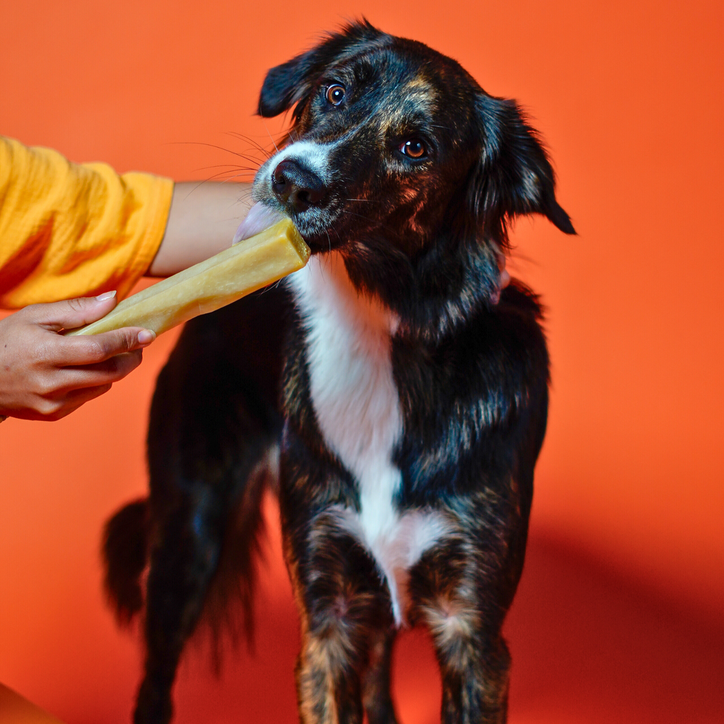 Pumpkin Yak Cheese Dog Chews with Organic Pumpkin
