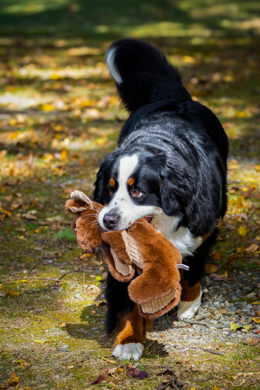 Maple Moose Plush Dog Toy, 19" with Squeaker and Crinkle