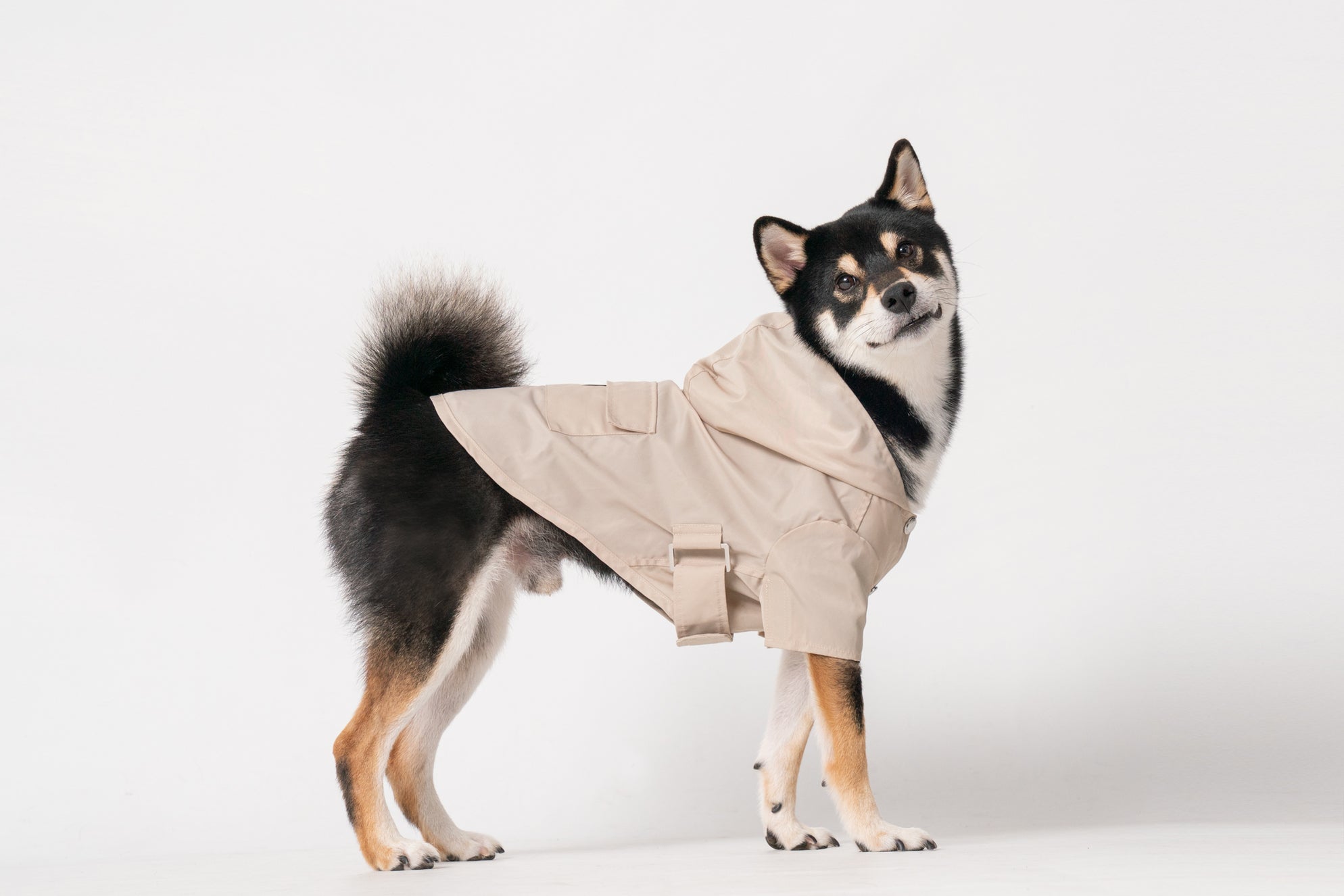 Water-Repellent Dog Jacket with Adjustable Belt and Back Pocket