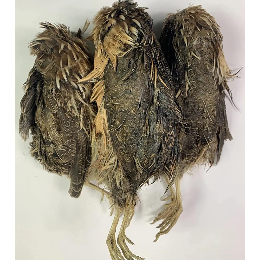 Dehydrated Whole Quail Treat for Dogs, Birds, and Exotic Pets