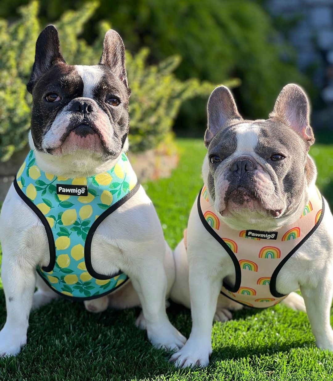 Worth The Squeeze Reversible Dog Harness – Lemon Print