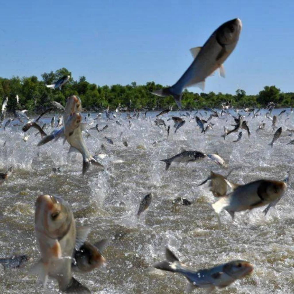 Wild-Caught Silver Carp Dog Treats