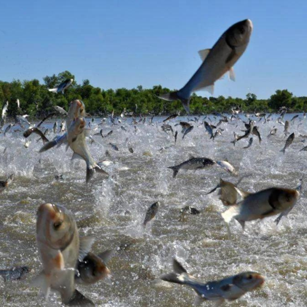 Wild-Caught Silver Carp Dog Treats