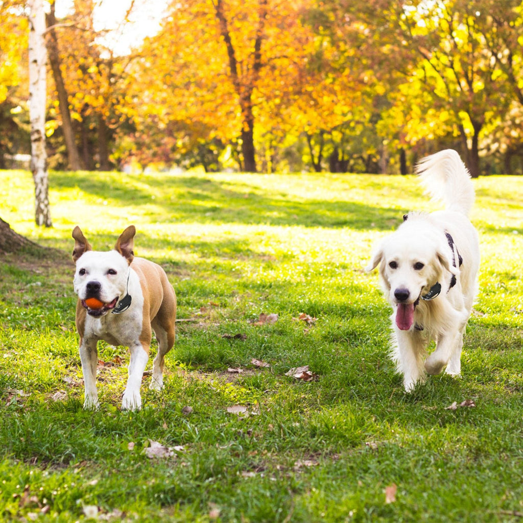 Wireless Electric Dog Fence with Adjustable Collar
