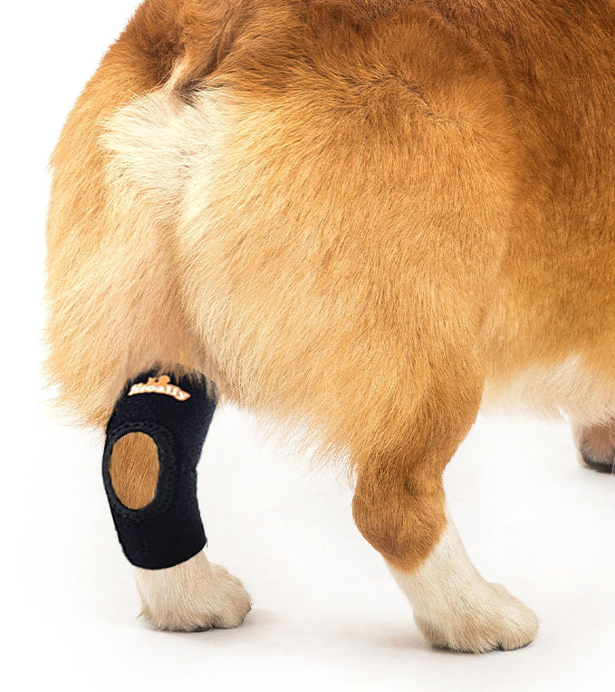 Back Hock Dog Braces, Pair – Neoprene and Nylon Support