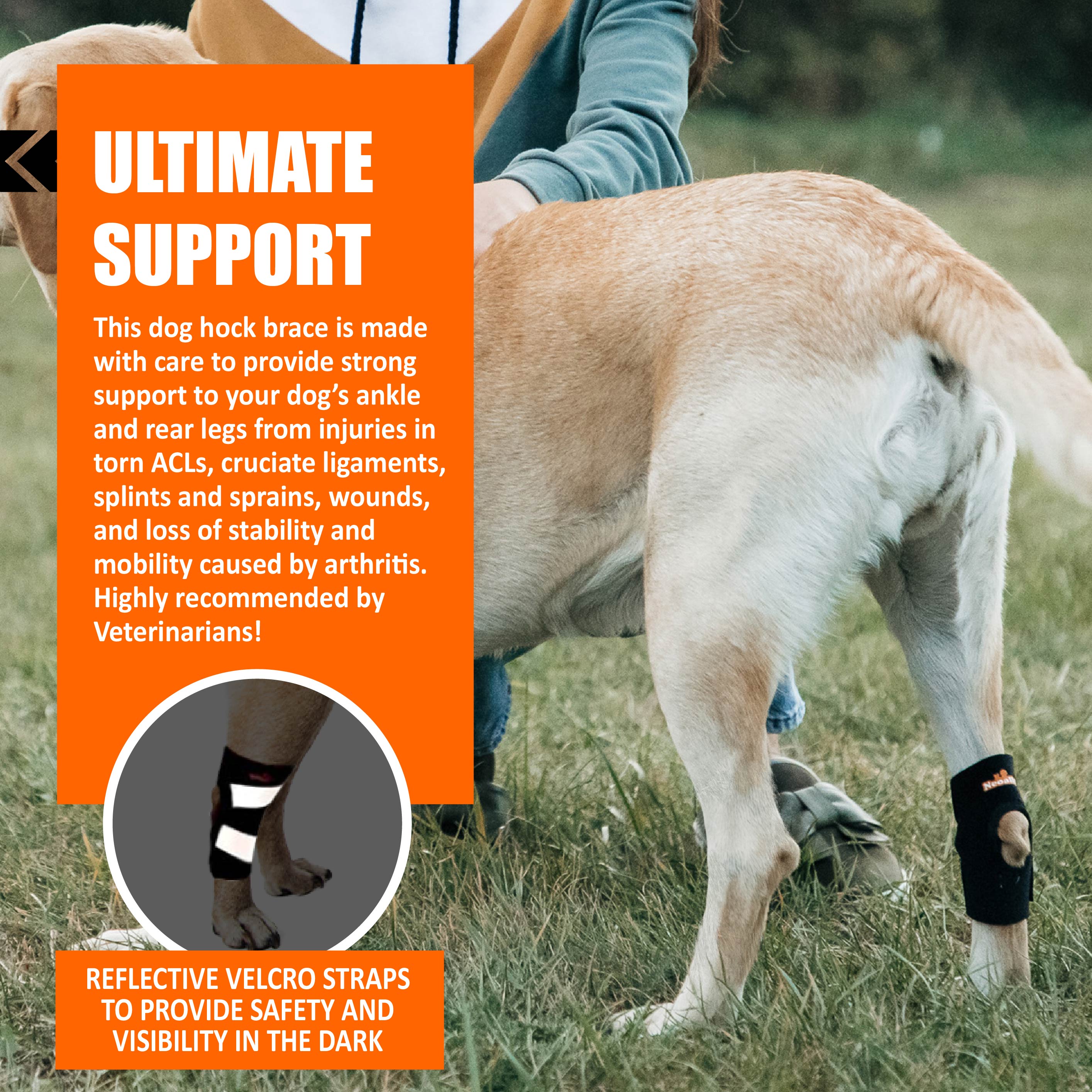 Back Hock Dog Braces, Pair – Neoprene and Nylon Support