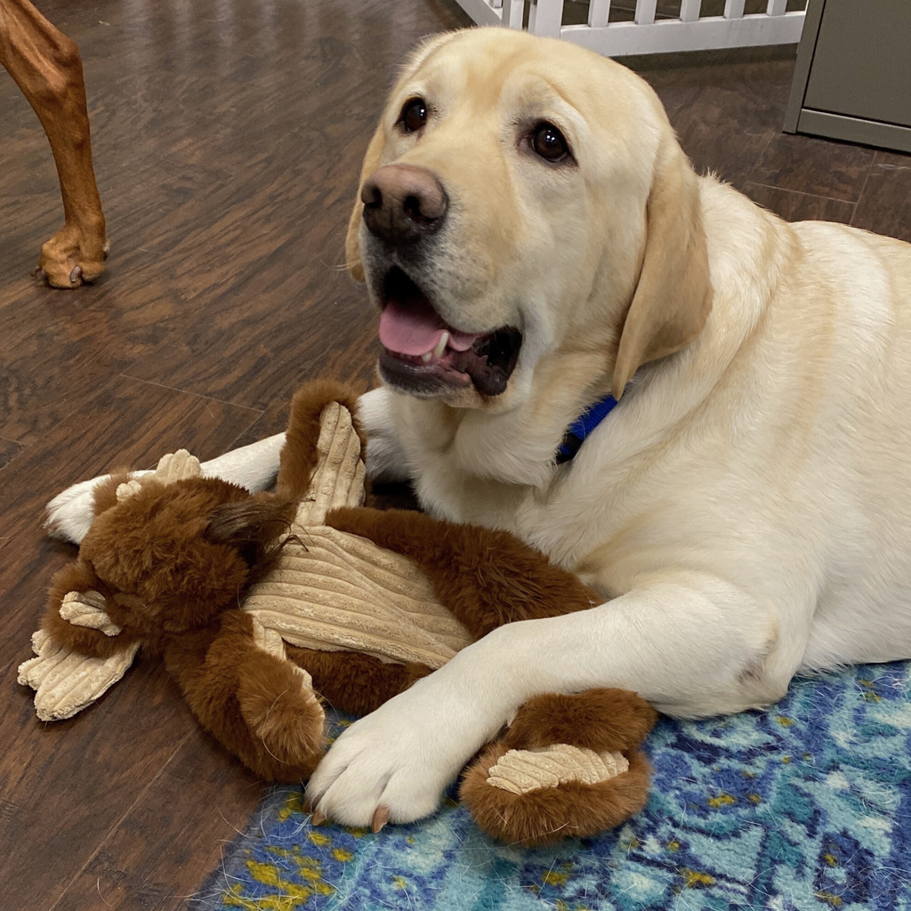 Maple Moose Plush Dog Toy, 19" with Squeaker and Crinkle