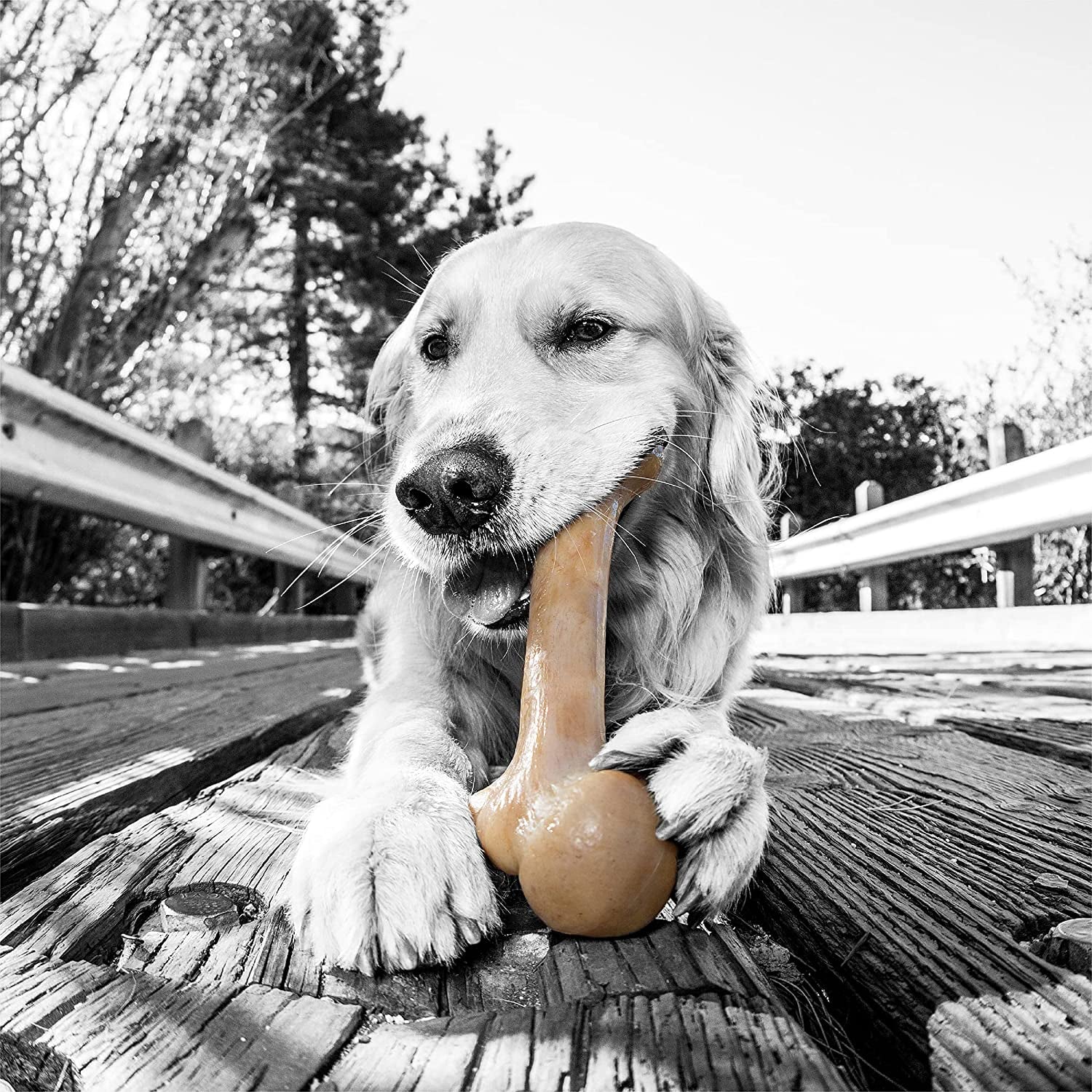 Dinosaur BarkBone Nylon Dog Chew Toy – Bacon Flavor