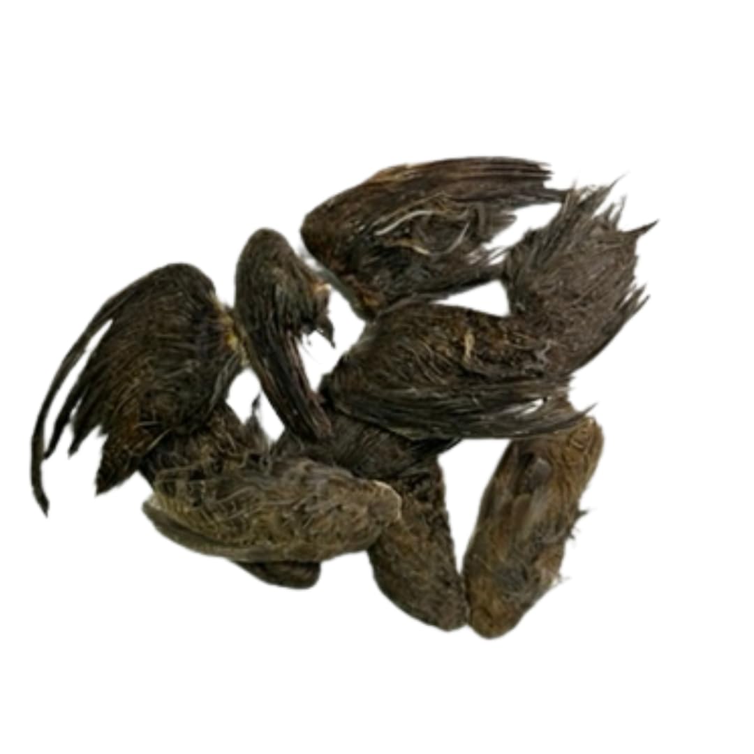 Quail Wings for Dog Scent Training – Pack of 10