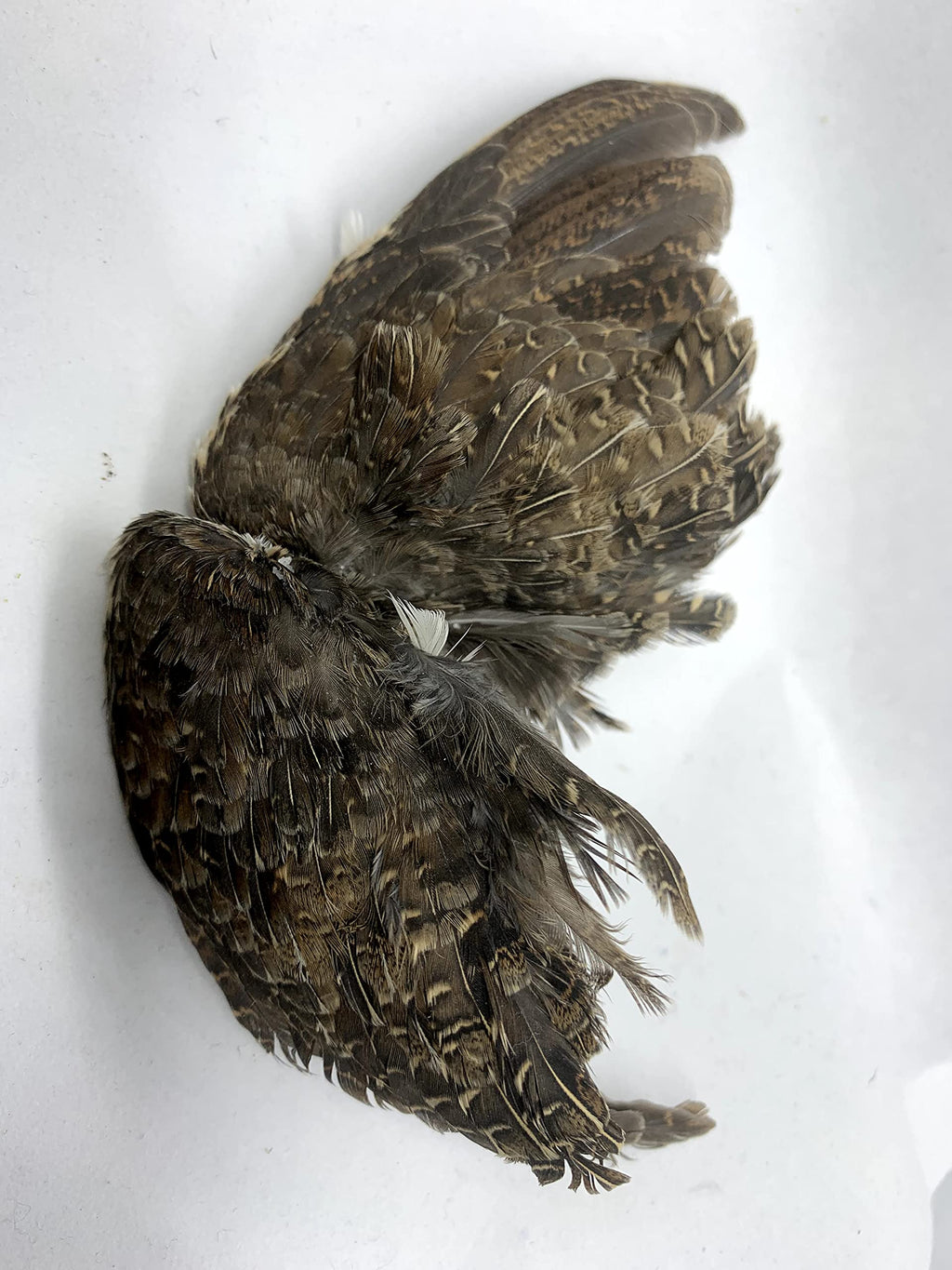Dehydrated Quail Wings for Dog Scent and Retrieval Training