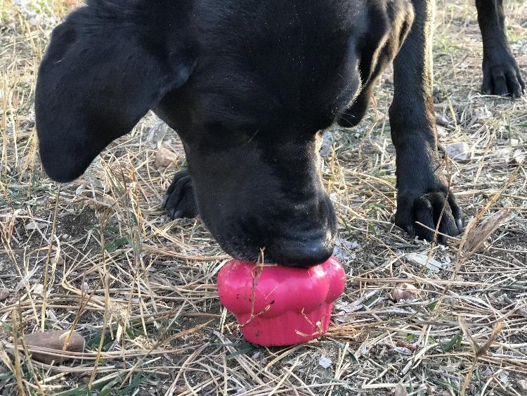Cupcake Rubber Dog Chew Toy and Treat Dispenser