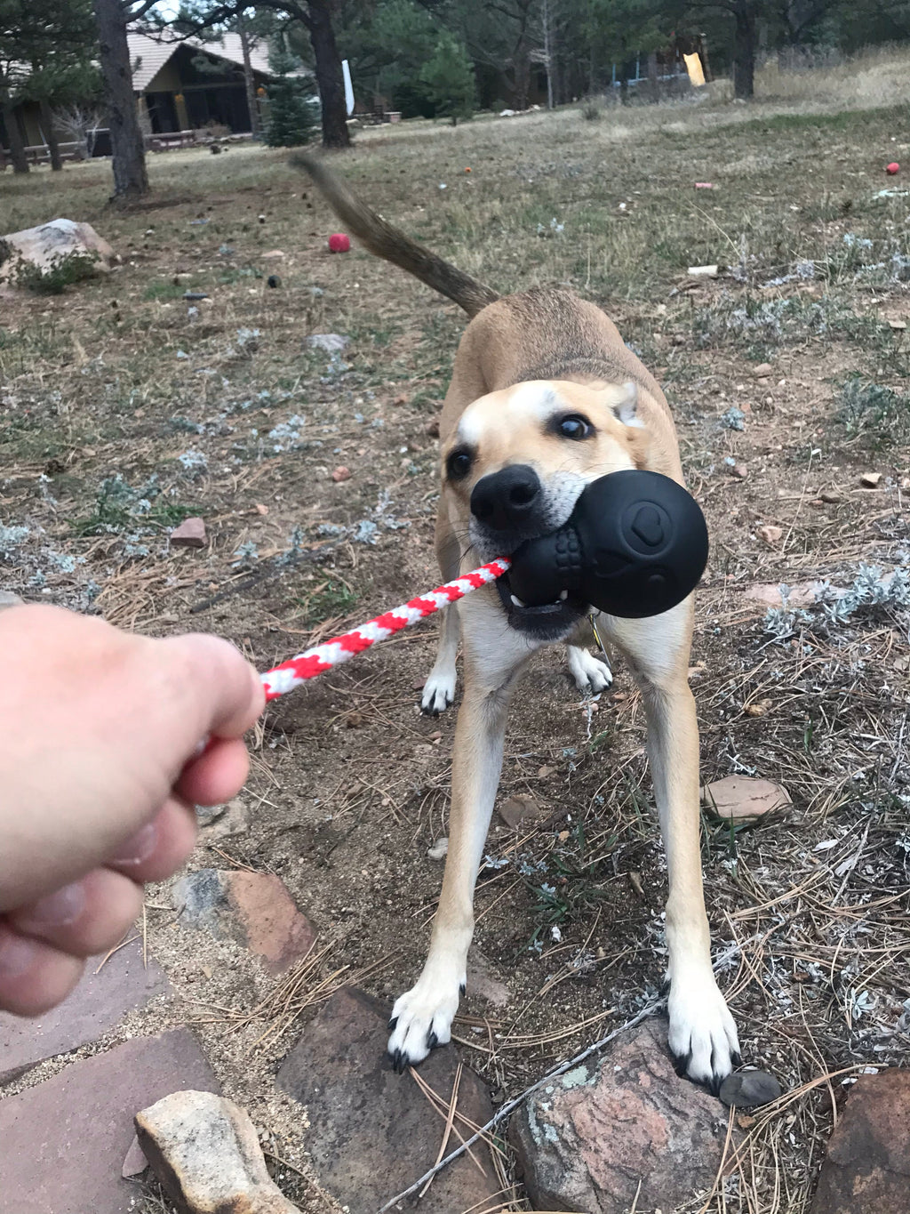USA-K9 Magnum Skull Durable Rubber Chew Toy for Large Dogs