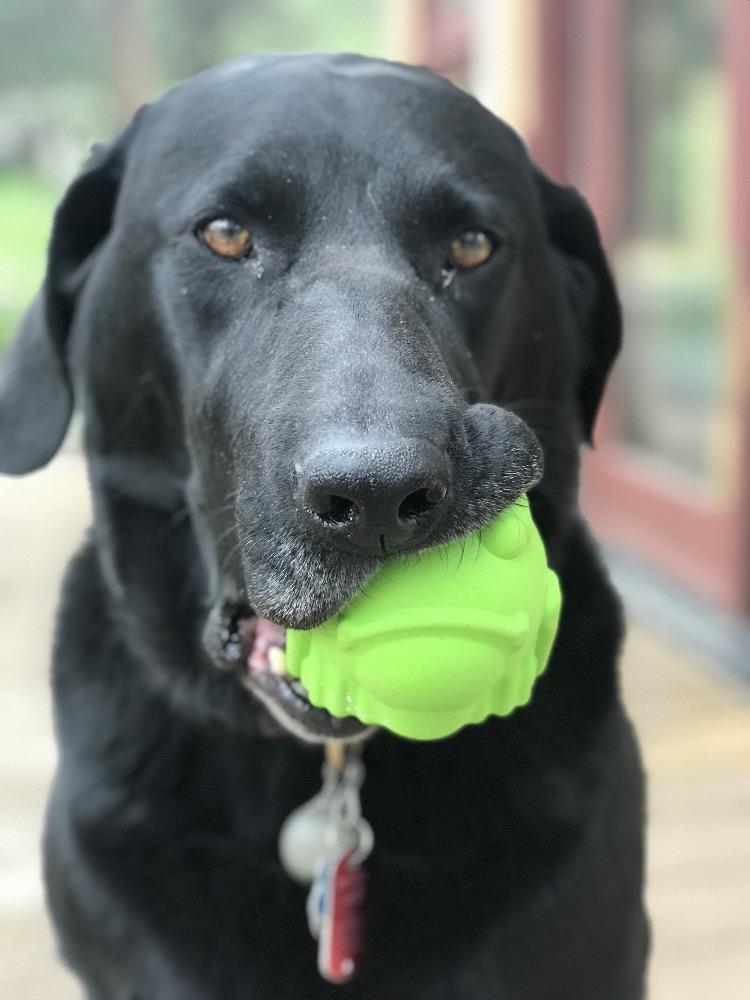 Bull Frog Dog Chew Toy & Treat Dispenser for Large Dogs, Green