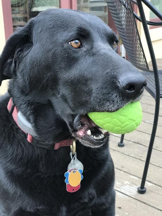 Dinosaur Egg Dog Chew Toy & Treat Dispenser for Large Dogs, Green