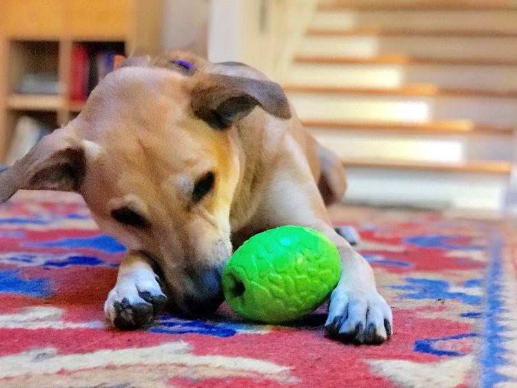 Dinosaur Egg Dog Chew Toy & Treat Dispenser for Large Dogs, Green