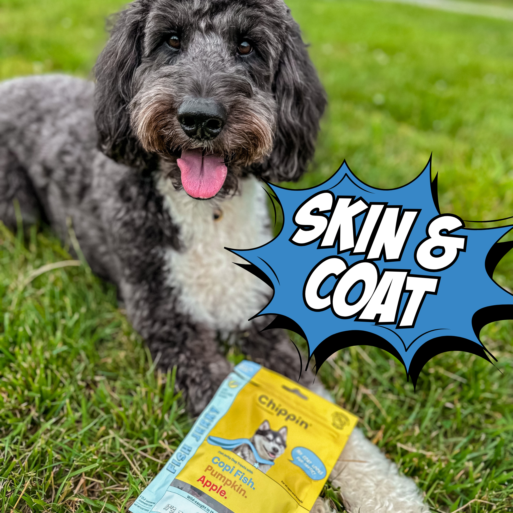 Dog Treat Variety Bundle with Soft Jerky and Crunchy Snacks