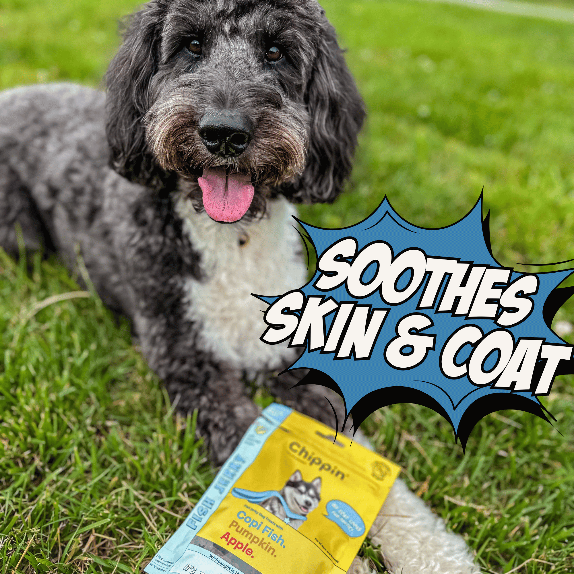 Spring Support Bundle for Dogs – Skin, Coat & Digestive Health